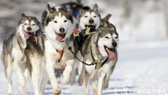 雪橇|哈士奇被称为“二哈”,为什么在拉雪橇的时候,却有组织有纪律