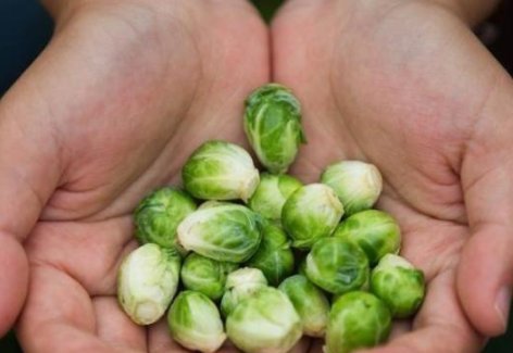 小孩子|这些“迷你版”的水果,是变异了吗就算小孩子吃都不够塞牙缝的