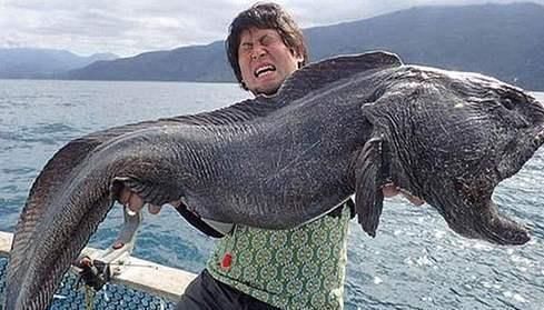 动物|日本人这种鱼比“黄金”还贵中国人天天能吃太令人眼红了