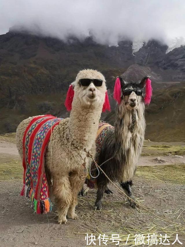 结局|刚进公司就当了副总,结局太心酸了