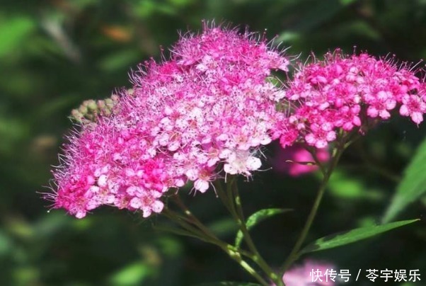 真心|此花的花语是热烈想念、一往情深,很适合表白,含蓄又不失真心!