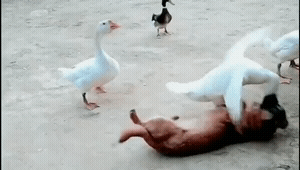 GIF|搞笑GIF:妹子,你就别扯淡了,我以为你要洗衣服呢