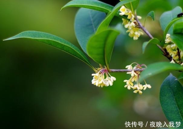扦插|9月养桂花,一夜间十里飘香!选些枝干扦插,30天就能移栽