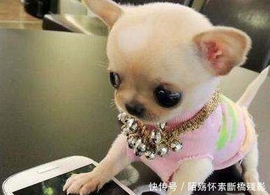 结晶|二哈和吉娃娃一见钟情,产生爱的结晶!宝宝长什么样呢