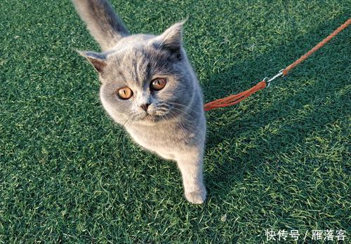  拉绳|猫能用拉绳吗？你知道如何正确溜猫吗？