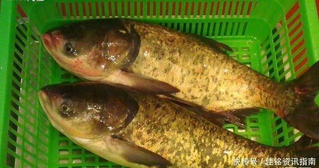 小方法|怎样保存鲜鱼直接放冰箱就错了,多加1步,随时吃都新鲜