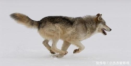 内脏|为什么有人说野外遇狼带上一包盐就可以救自己?