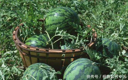 西瓜|爱吃瓜的你知道瓜是从哪里来的吗！