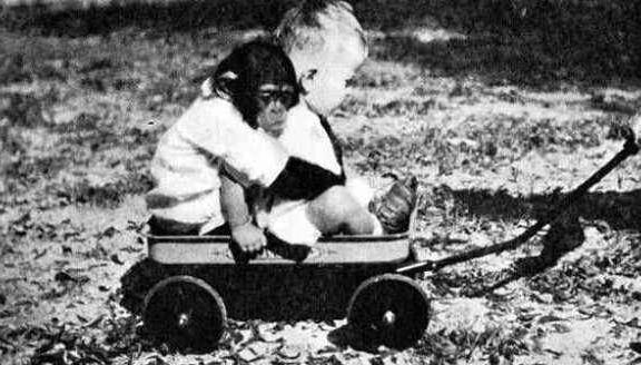 人类|黑猩猩与人类婴儿一同长大,以为自己是人类,后来变成什么样了