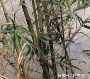 冷军的竹子|冷军用油画画竹子,我是第一人,中国人没画过,西方人不会画!