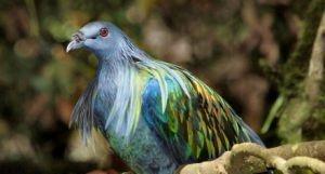 层出不穷|为了防止自己被杀，这个皇帝从根源上杜绝毒药，导致一种动物灭绝