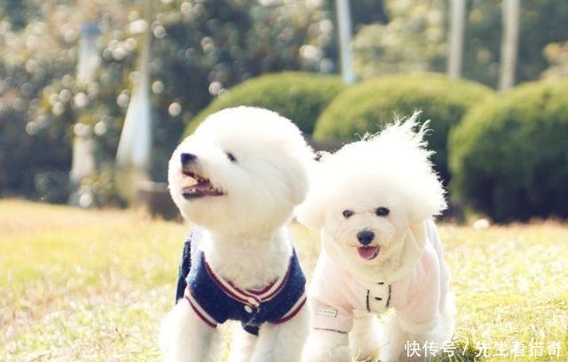 你家比熊叫什么别让狗名触碰这几个禁忌,