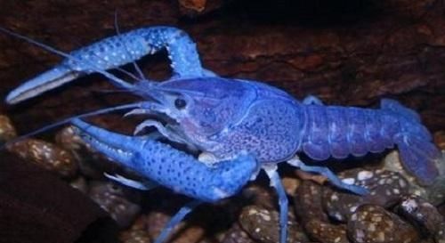 上榜|全世界“最昂贵”的4种海鲜,中国有一种鱼上榜,很多人未见过