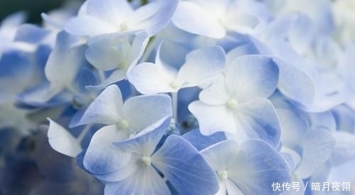  养易|3种花很漂亮，一养就上瘾，开花漂亮寓意好，好养易活不操心