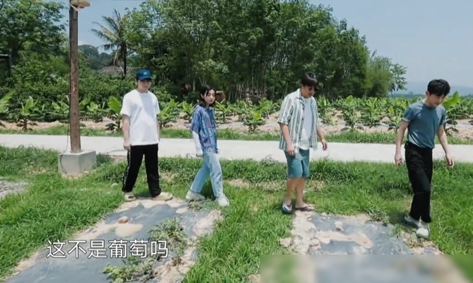 节目|《向往4》西瓜地终于长出西瓜,何炅扒开一看,穿帮镜头后期忘记了打码