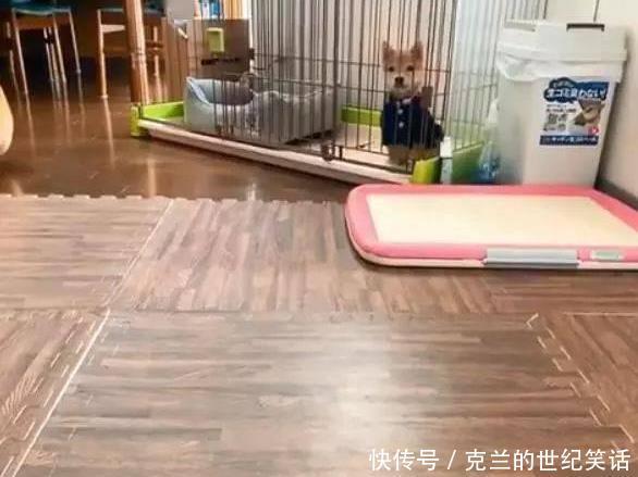  看着|主人说完一堆口令，看着越来越远的食物，网友：狗狗都是别人家的