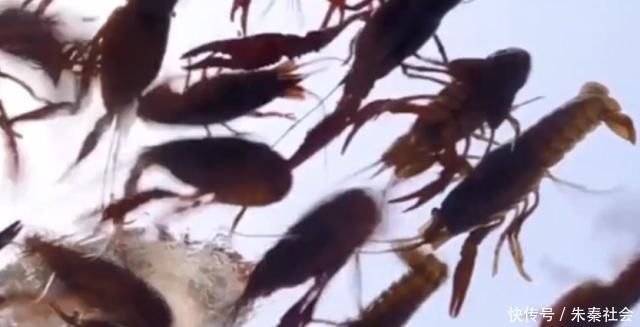 味道鲜美|如何使虾的味道鲜美而不腥加两种调味料,一盘不够