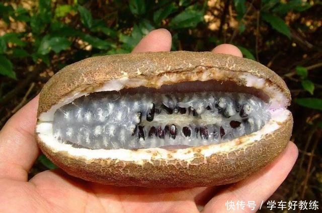 日本|日本土豪吃得起的水果,一斤上百,在中国满山都是却不稀罕捡