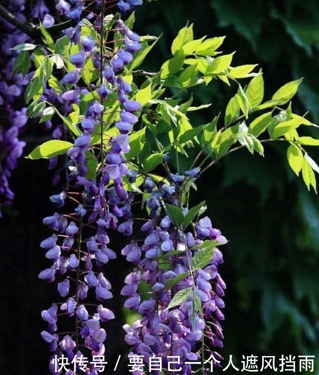 洋槐|一种落叶藤花,现成公园常见绿化树,殊不知比洋槐花好吃