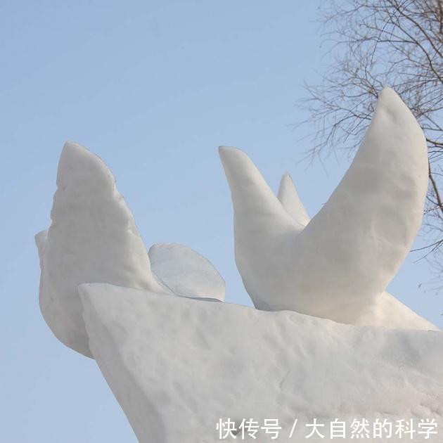  食物|北极猫头鹰它们居无定所, 这完全由食物的数量来决定