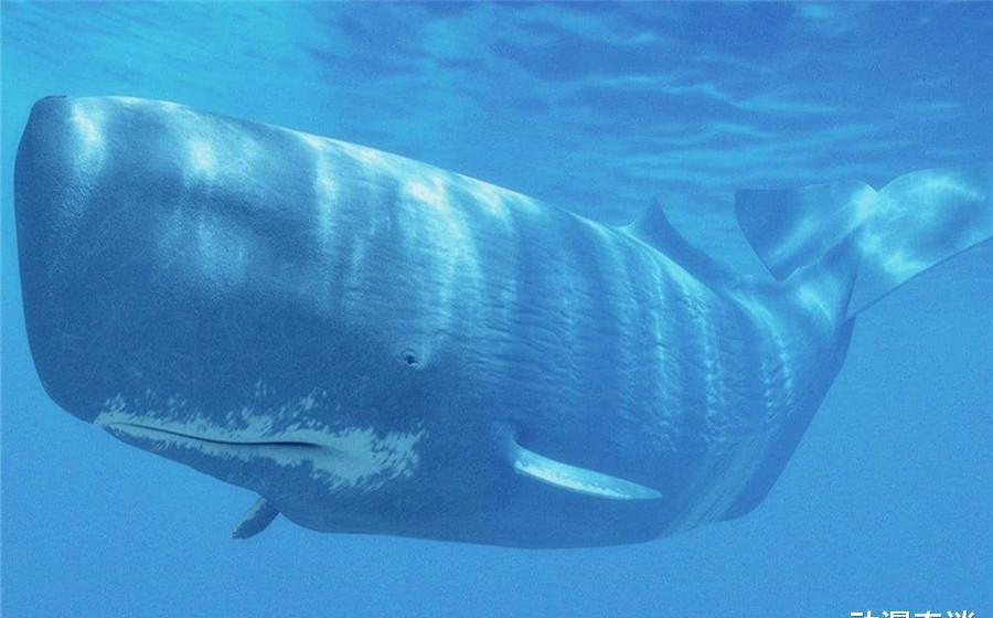 海绵|现实生活中的海绵宝宝，章鱼哥成餐桌美食，泡芙老师有毒