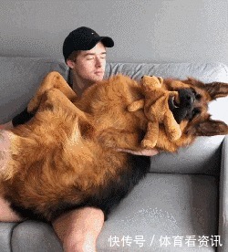 简直|2岁还没有立耳的德牧，这反差简直太萌了！