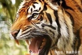  苦尽甘来|属虎人：家财万贯，苦尽甘来，财富不断找上门！