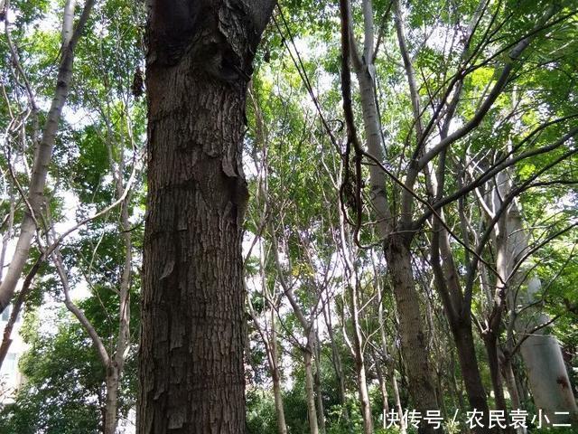 身体状况|为什么很多农村老人都说：穷人无病就是福？