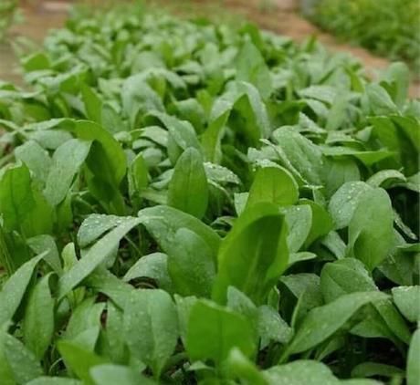 小院|20多岁的年龄差距,却把一个破烂的农家小院变成了“桃花源”