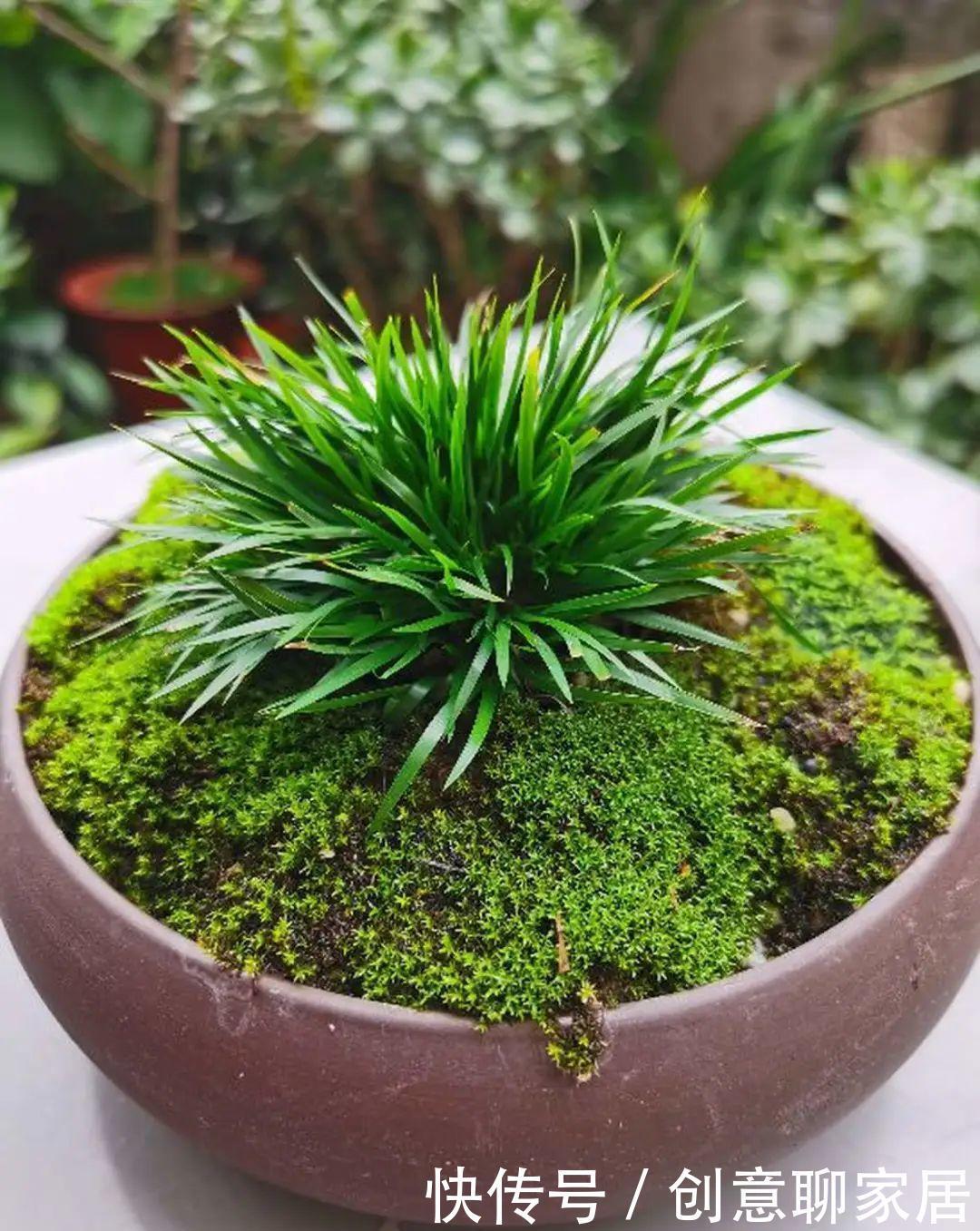  绿萝|绿萝还好养的花，整盆丢水里，泡3天也不会死！