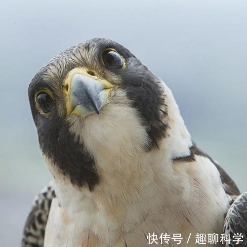 猛禽|猛禽中的最强战斗机,没有之一,俯冲时速达300千米超过飞机