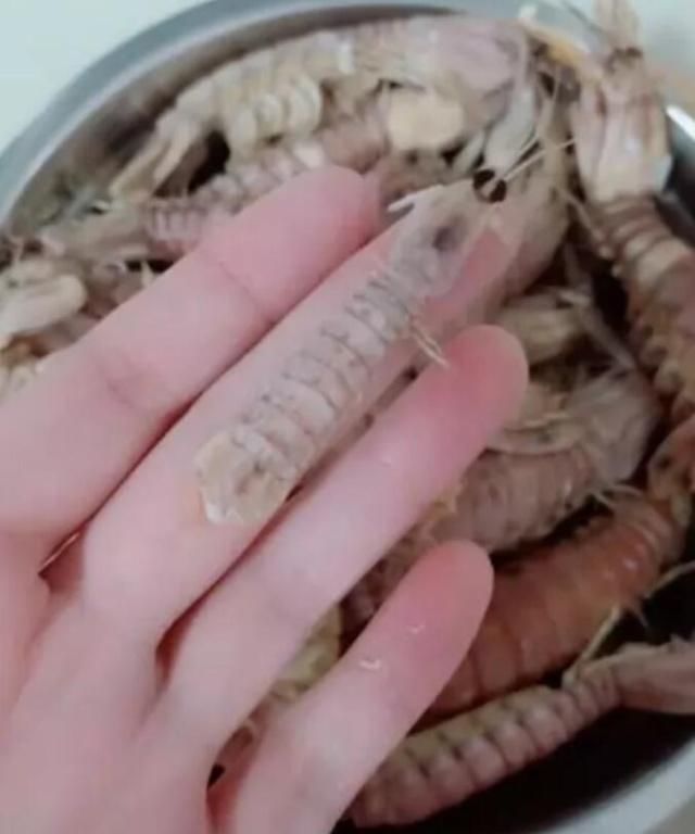 皮皮虾|煮了一锅皮皮虾,发现其中一只蜷成团,打开一看没心情再吃了