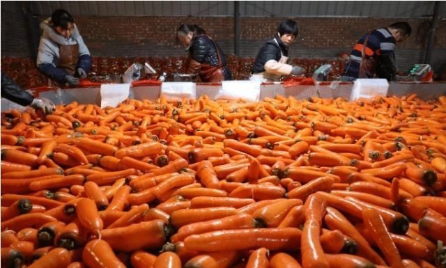 选择|喜欢吃胡萝卜,因为胡萝卜营养丰富,容易栽培