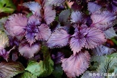 几片紫色|紫苏是什么?