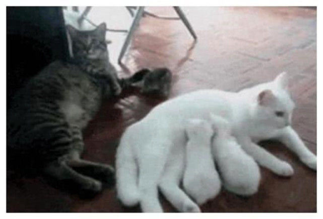 得知|母猫产下几只小猫咪,公猫却只疼爱一只,得知原因笑翻全家人