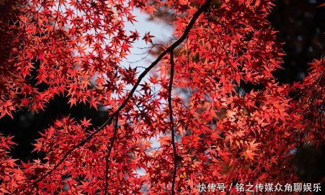  百病|血瘀百病生！这两物，常吃活血化瘀、美容养颜、防结节