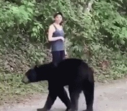 自拍|开车遇到老虎不算啥三名女子赤身遇到黑熊,还拿出手机淡定自拍