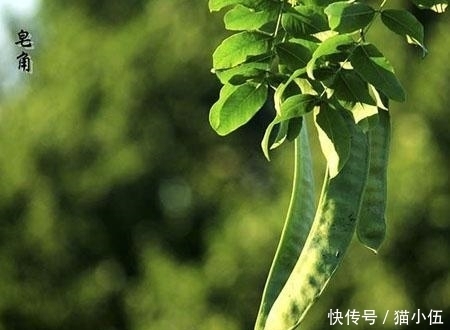 洗衣服|冷知识: 古人没有洗衣粉, 那用什么洗衣服?