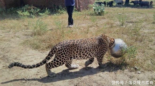  陷入|直击: 陷入各种“困境”的动物奇葩瞬间