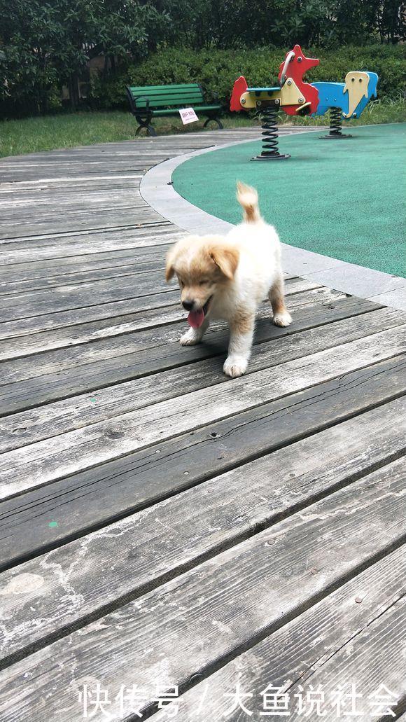 流浪|草丛里跑出来只流浪小奶狗,小家伙笑脸盈盈望着女孩,可爱极了