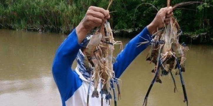 问号|湄公河大虾个个都有1米长,越南人满脸问号中国吃货咋就不吃了