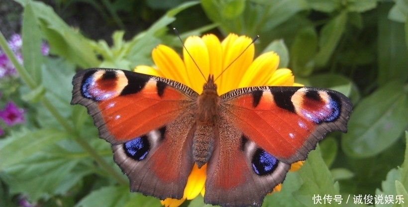  爱情|进入8月，感情出现转机，爱情随叫随到的四大星座！