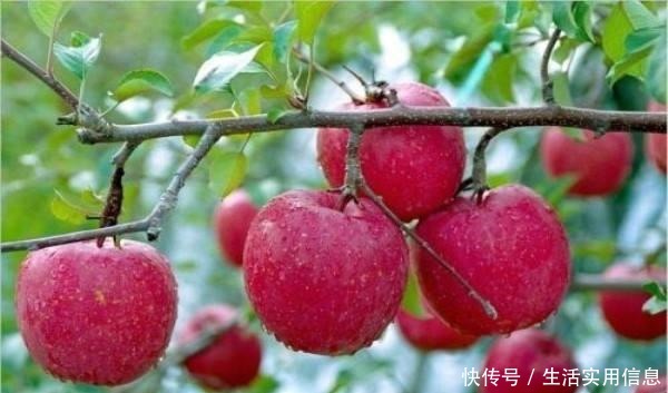 储藏|采摘后的苹果怎样储藏学会这4点,天天吃鲜苹果!