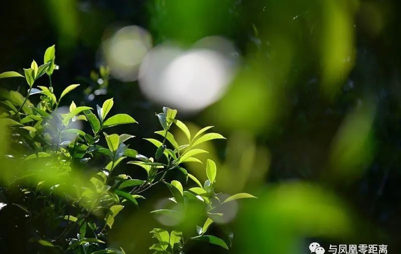 辣味|这茶有点生姜辣味，单丛茶…