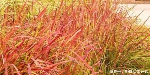 人称|这东西,人称“血草”,名字吓人却是一“宝”,野外遇见,请珍惜