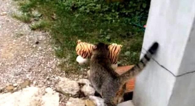  小老虎|猫咪叼回一只小老虎，主人看到瞬间被吓坏，仔细一看却不禁笑出声