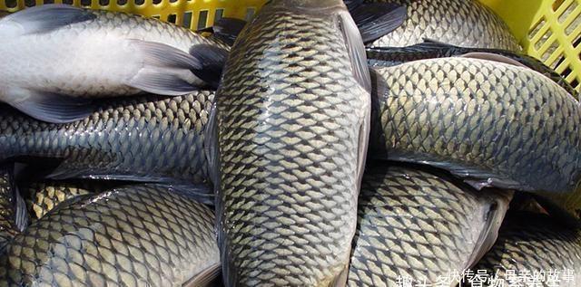 养殖|它曾是“四大名鱼”之一,想吃靠运气,如今5元一斤没人买,可惜