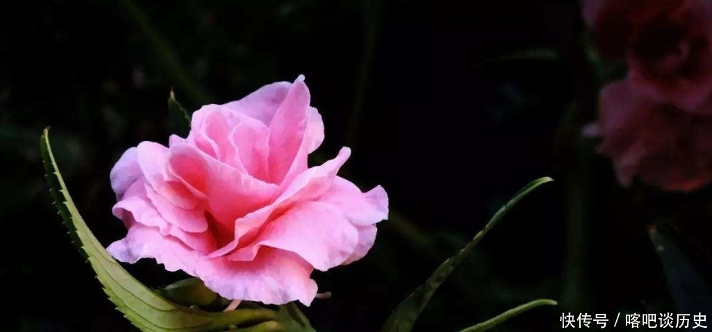 毛主席|指甲花你知道吗？曾受毛主席的赞美，一起来看诗词中的指甲花吧！