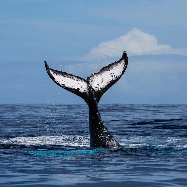  澳大利亚|世界上最浪的男人，浪了11年却得到18万人的喜爱