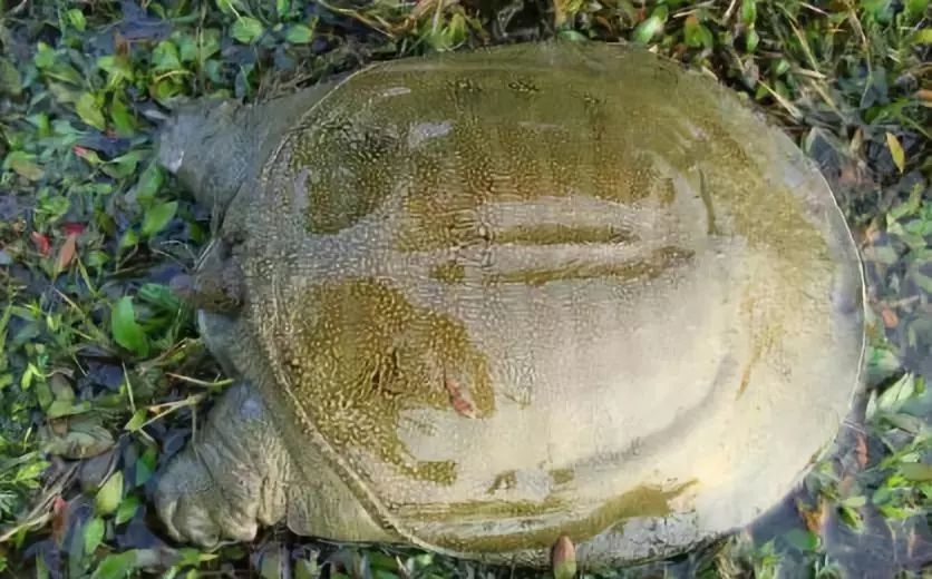 农村|全吃过的是牛人,这些农村河里的野味胜过餐厅的硬菜,你吃过么